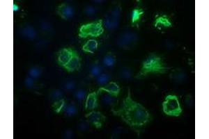 Immunofluorescence (IF) image for anti-B-Cell CLL/lymphoma 10 (BCL10) antibody (ABIN1496844) (BCL10 抗体)