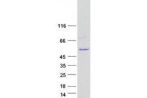 Western Blotting (WB) image for Transcription Factor AP-2 alpha (Activating Enhancer Binding Protein 2 Alpha) (TFAP2A) (Transcript Variant 2) protein (Myc-DYKDDDDK Tag) (ABIN2733451)