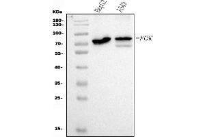 Western blot analysis of POR using anti-POR antibody (ABIN7602795).