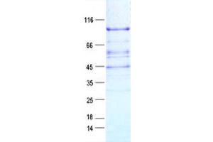 Western Blotting (WB) image for Aprataxin and PNKP Like Factor (APLF) protein (DYKDDDDK Tag) (ABIN2714805)