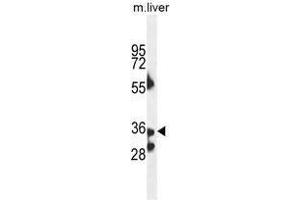 B3GNT4 Antaibody (Center) western blot analysis in mouse liver tissue lysates (35µg/lane). (B3GNT4 抗体  (Middle Region))