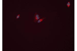 ABIN6277813 staining HEPG2 cells by ICC/IF. (GLUL 抗体  (C-Term))