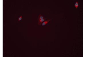 ABIN6277813 staining HEPG2 cells by ICC/IF. (GLUL 抗体  (C-Term))