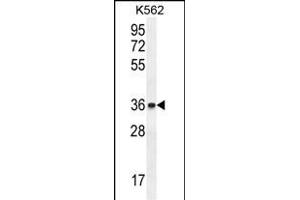 ETV2 Antibody (N-term) (ABIN655258 and ABIN2844855) western blot analysis in K562 cell line lysates (35 μg/lane). (ETV2 抗体  (N-Term))