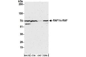 Western Blotting (WB) image for anti-V-Raf-1 Murine Leukemia Viral Oncogene Homolog 1 (RAF1) (AA 598-648) antibody (ABIN7451996) (RAF1 抗体  (AA 598-648))