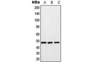 Western blot analysis of GPR173 expression in HeLa (A), mouse kidney (B), rat kidney (C) whole cell lysates. (GPR173 抗体  (Center))