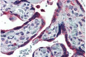 Anti-ERP44 / TXNDC4 antibody  ABIN1048579 IHC staining of human placenta. (ERP44 抗体  (Internal Region))