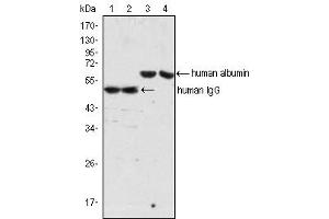Western Blot showing human Albumin antibody (lane 3, 4) and human IgG antibody (lane 1, 2) used against human serum (lane 1, 3) and plasma (lane 2, 4).