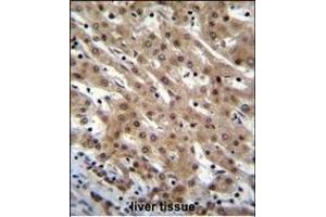 PNN Antibody (Center) (ABIN655502 and ABIN2845018) immunohistochemistry analysis in formalin fixed and paraffin embedded human liver tissue followed by peroxidase conjugation of the secondary antibody and DAB staining. (PNN 抗体  (AA 209-239))