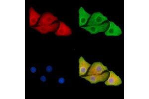 ABIN7095455 and ABIN7099512 staining Hela cells by IF/ICC.