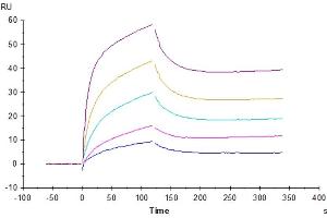Human IL-6 R alpha, His Tag captured on CM5 Chip via anti-his antibody can bind Human IL-6, No Tag with an affinity constant of 0.