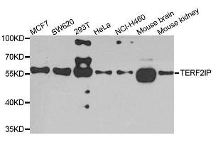 Western blot analysis of extracts of various cell lines, using TERF2IP antibody. (RAP1 抗体  (AA 1-280))