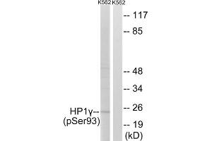 Western blot analysis of extracts from K562 cells, treated with forskolin (40nM, 30mins), using HP1 gamma (Phospho-Ser93) antibody. (CBX3 抗体  (pSer93))