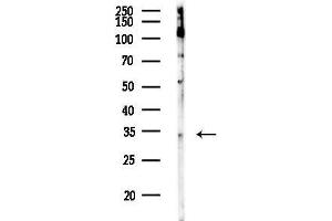 anti-BCL2-Like 12 (Proline Rich) (BCL2L12) (Internal Region) antibody