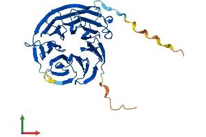 AlphaFold protein structure predicition of Mouse Recombinant Wdr77 Protein, UniprotID Q99J09