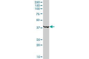 MKRN2 MaxPab polyclonal antibody. (MKRN2 抗体  (AA 1-416))