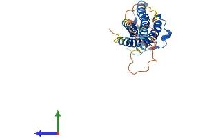 Protein Structure (PS) image for Claudin 12 (CLDN12) (AA 1-244) protein (His tag) (ABIN7561493)