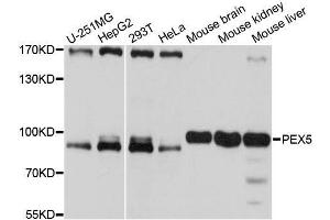 Western blot analysis of extracts of various cell lines, using PEX5 antibody. (PEX5 抗体  (AA 364-631))