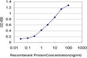 Detection limit for recombinant GST tagged MYBL2 is approximately 0. (MYBL2 抗体  (AA 601-700))