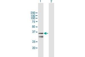 Western Blot analysis of LETMD1 expression in transfected 293T cell line by LETMD1 MaxPab polyclonal antibody. (LETMD1 抗体  (AA 1-360))