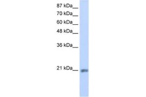 Western Blotting (WB) image for anti-MIF4G Domain Containing (MIF4GD) antibody (ABIN2462289) (MIF4GD 抗体)