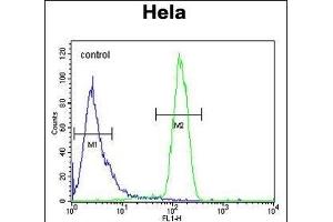 TME Antibody (C-term) (ABIN653703 and ABIN2843020) flow cytometric analysis of Hela cells (right histogram) compared to a negative control cell (left histogram). (STING/TMEM173 抗体  (C-Term))