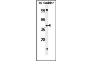 Western blot analysis of SLFNL1 Antibody (N-term) in Mouse bladder tissue lysates (35ug/lane). (Schlafen-Like 1 抗体  (N-Term))