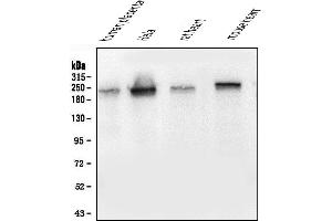Western blot analysis of Collagen III/COL3A1 using anti-Collagen III/COL3A1 antibody (ABIN6719296).
