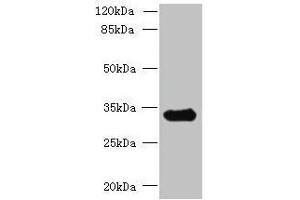 Western blot All lanes: CCDC106 antibody at 4 μg/mL + Mouse brain tissue Secondary Goat polyclonal to rabbit IgG at 1/10000 dilution Predicted band size: 33 kDa Observed band size: 33 kDa (CCDC16 抗体  (AA 1-280))