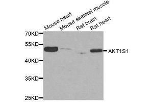 Western Blotting (WB) image for anti-AKT1 Substrate 1 (Proline-Rich) (AKT1S1) antibody (ABIN1882365) (PRAS40 抗体)