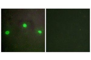 Immunofluorescence (IF) image for anti-helicase 2, X-linked (ATRX) (N-Term) antibody (ABIN1849379) (ATRX 抗体  (N-Term))