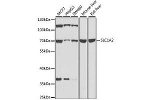 Western blot analysis of extracts of various cell lines, using SLC1A2 antibody (ABIN2736671) at 1:1000 dilution. (SLC1A2 抗体)
