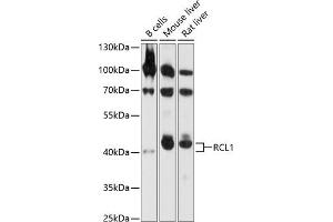 Western blot analysis of extracts of various cell lines, using RCL1 antibody  at 1:1000 dilution. (RCL1 抗体  (AA 1-300))