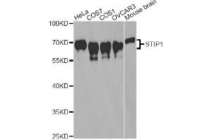 Western blot analysis of extracts of various cell lines, using STIP1 antibody. (STIP1 抗体)