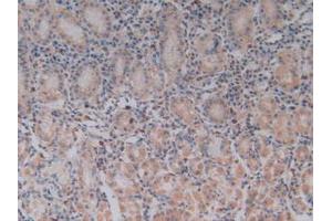 IHC-P analysis of Human Stomach Tissue, with DAB staining. (TLR9 抗体  (AA 28-362))