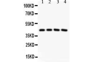 Anti-SIRT3 Picoband antibody, All lanes: Anti SIRT3  at 0.