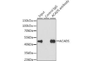 Immunoprecipitation analysis of 200 μg extracts of MCF-7 cells, using 3 μg ACADS antibody (ABIN6129346, ABIN6136401, ABIN6136402 and ABIN6223064). (ACADS 抗体  (AA 1-260))