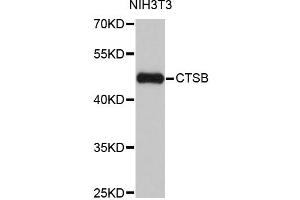 Western blot analysis of extracts of NIH/3T3 cells, using CTSB antibody (ABIN1872095) at 1:1000 dilution. (Cathepsin B 抗体)