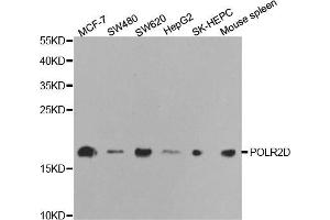 Western blot analysis of extracts of various cell lines, using POLR2D antibody (ABIN5970954) at 1/1000 dilution.