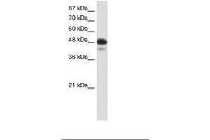 Image no. 1 for anti-Neurogenic Differentiation 2 (NEUROD2) (AA 71-120) antibody (ABIN202393) (NEUROD2 抗体  (AA 71-120))