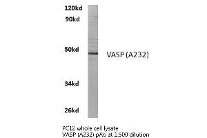 Western blot (WB) analyzes of VASP antibody in extracts from PC12 cells. (VASP 抗体)