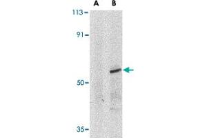 Western blot analysis of IRF8 in human thymus tissue lysate with IRF8 polyclonal antibody at 1 ug/mL in (A) the presence and (B) absence of blocking peptide. (IRF8 抗体  (C-Term))