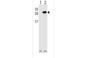 Western blot analysis of IL28B (arrow) using rabbit polyclonal IL28B Antibody (N-term) (ABIN1539309 and ABIN2848533). (IL28B 抗体  (N-Term))