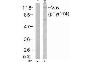 Image no. 1 for anti-Vav 1 Oncogene (VAV1) (pTyr174) antibody (ABIN196856) (VAV1 抗体  (pTyr174))
