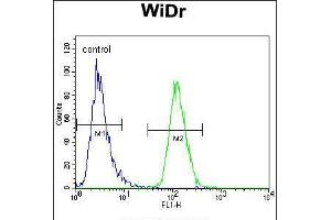 Flow cytometric analysis of WiDr cells (right histogram) compared to a negative control cell (left histogram). (PIK3R5 抗体  (C-Term))