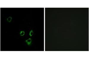 Immunofluorescence (IF) image for anti-Olfactory Receptor 2T5 (OR2T5) (AA 66-115) antibody (ABIN2891120) (OR2T5 抗体  (AA 66-115))