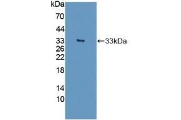 ATG16L1 anticorps  (AA 342-607)
