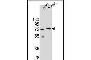 KCTD8 Antibody (C-term) (ABIN655546 and ABIN2845055) western blot analysis in mouse liver and heart tissue lysates (35 μg/lane). (KCTD8 抗体  (C-Term))