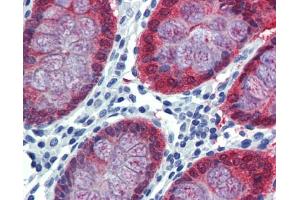 Anti-HOXC8 antibody IHC staining of human colon. (HOXC8 抗体  (N-Term))