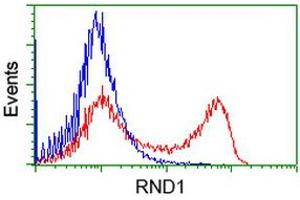 HEK293T cells transfected with either RC205535 overexpress plasmid (Red) or empty vector control plasmid (Blue) were immunostained by anti-RND1 antibody (ABIN2453601), and then analyzed by flow cytometry. (RND1 抗体)